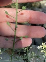 Camelina rumelica
