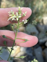 Camelina rumelica