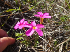Oxalis engleriana