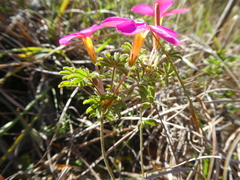 Oxalis engleriana