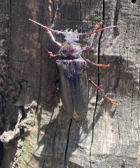 Aplagiognathus spinosus