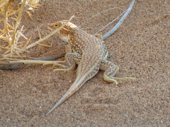 Meroles cuneirostris