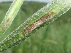 Peronospora illyrica