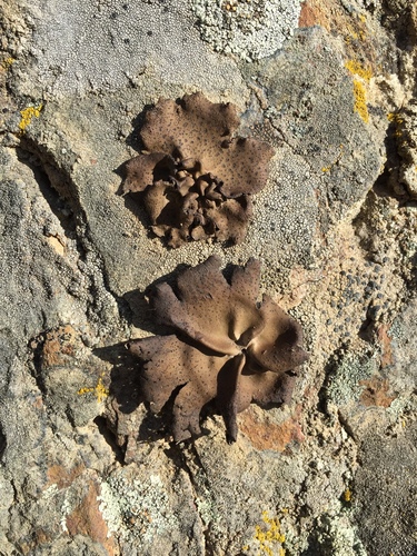 iNaturalist observation photo of Emery Rocktripe Lichen