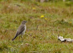 Muscisaxicola alpinus