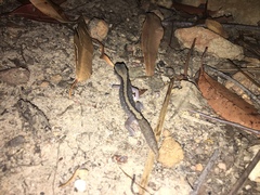 Diplodactylus vittatus