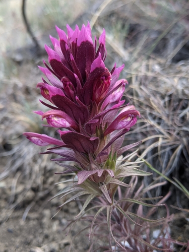 Shasta owl's-clover (Orthocarpus pachystachyus)