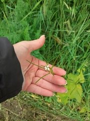 Alliaria petiolata