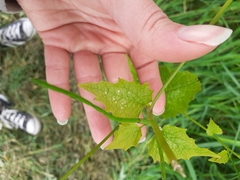 Alliaria petiolata