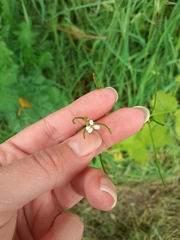 Alliaria petiolata