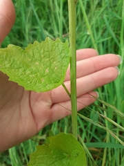 Alliaria petiolata