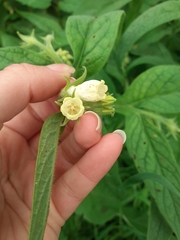 Symphytum officinale