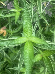 Anisacanthus quadrifidus