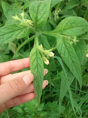 Symphytum officinale