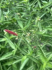 Anisacanthus quadrifidus