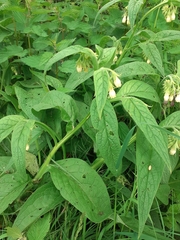 Symphytum officinale