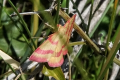 Rhodostrophia calabra