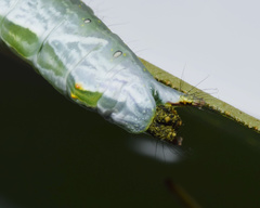 Peratodonta heterogyna