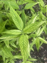 Anisacanthus quadrifidus