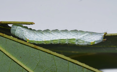 Peratodonta heterogyna