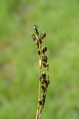 Juncus squarrosus