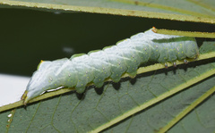 Peratodonta heterogyna