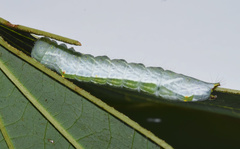 Peratodonta heterogyna