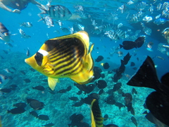 Chaetodon fasciatus