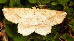 Euchlaena pectinaria