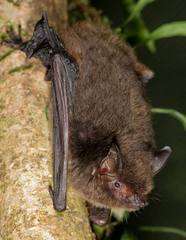 Myotis riparius