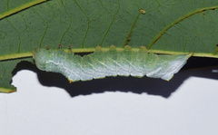 Peratodonta heterogyna