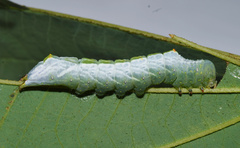 Peratodonta heterogyna