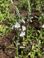 Angiospermae