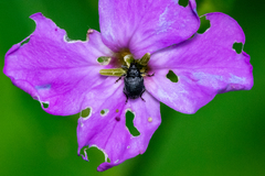 Ceutorhynchus inaffectatus