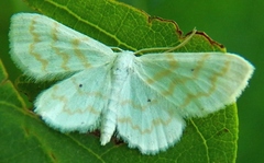 Hydrelia albifera