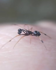 Neottiura suaveolens