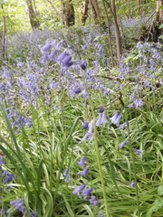 Hyacinthoides non-scripta