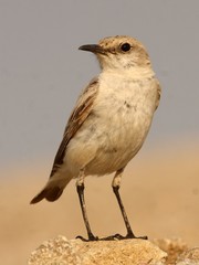Emarginata tractrac