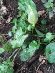 Arum maculatum