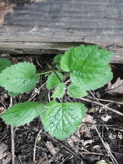 Lamium galeobdolon