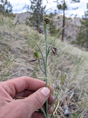 Fritillaria atropurpurea