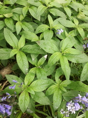Mercurialis perennis