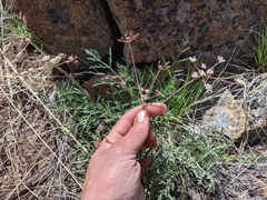 Lomatium engelmannii