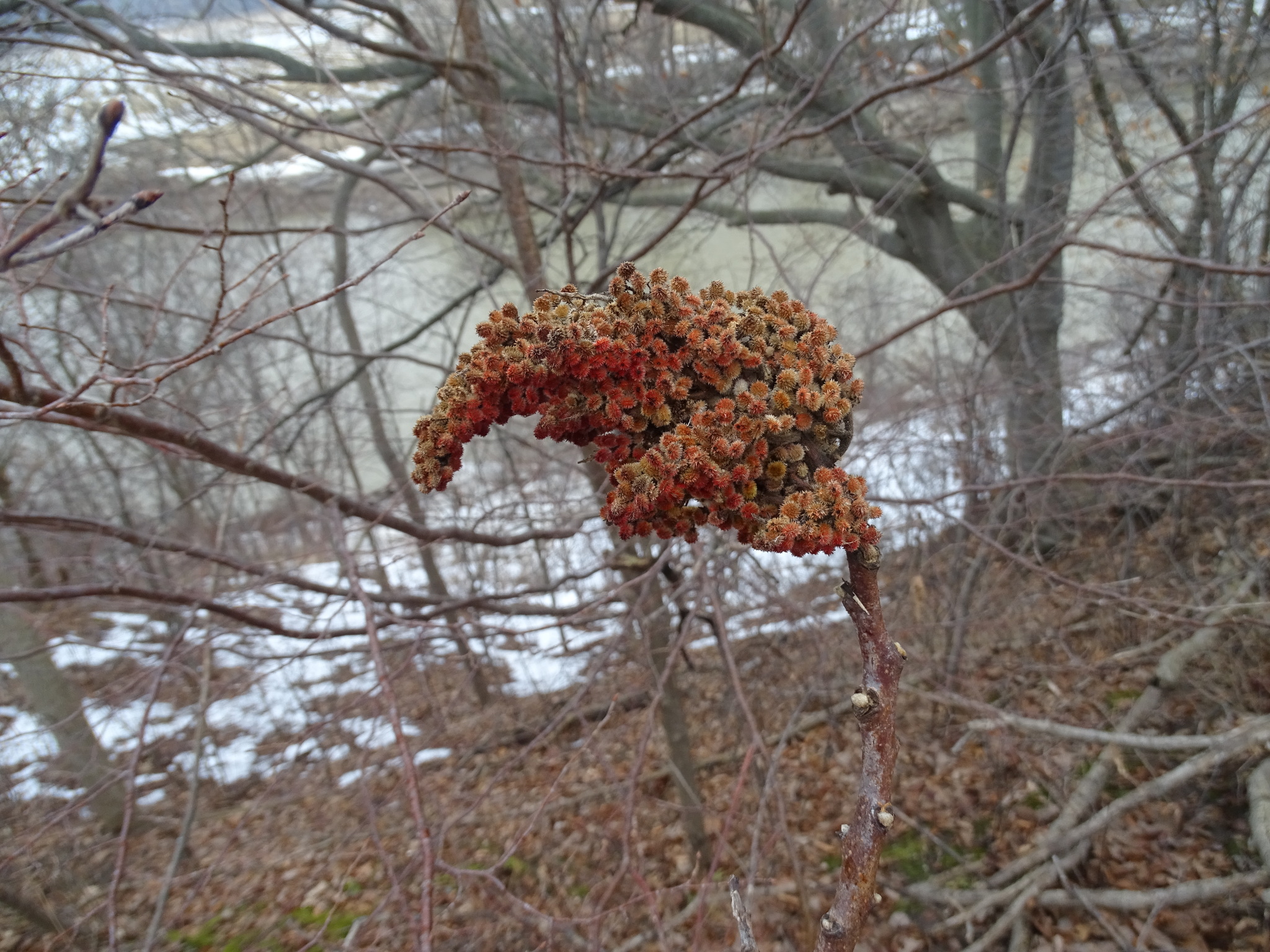 Rhus X pulvinata