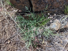 Lomatium engelmannii