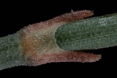 Ephedra antisyphilitica