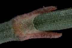 Ephedra antisyphilitica