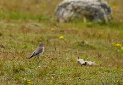 Muscisaxicola alpinus