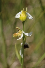 Ophrys apifera chlorantha