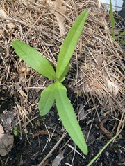 Quercus phellos